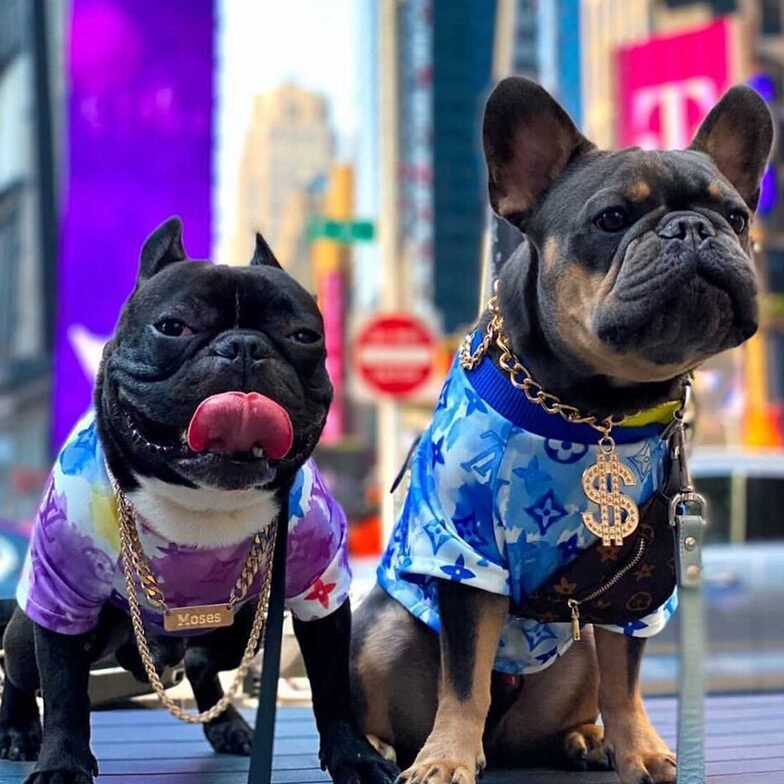 Buy pet clothing pet Luxury