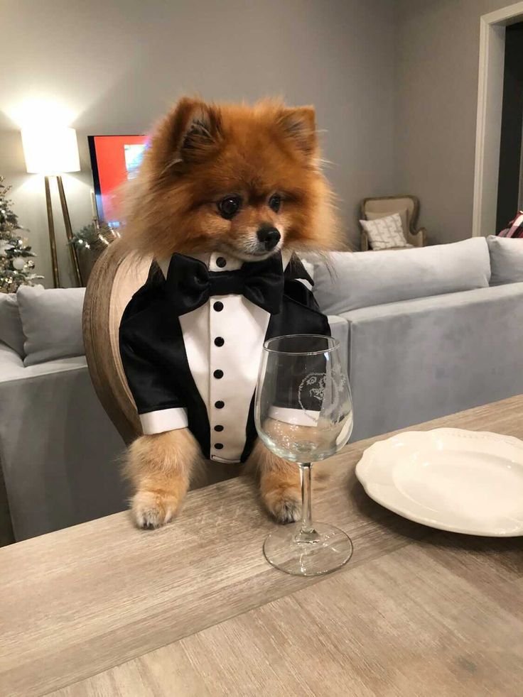 Dog products pet cat Luxury toy clothing pet shop store food 38348