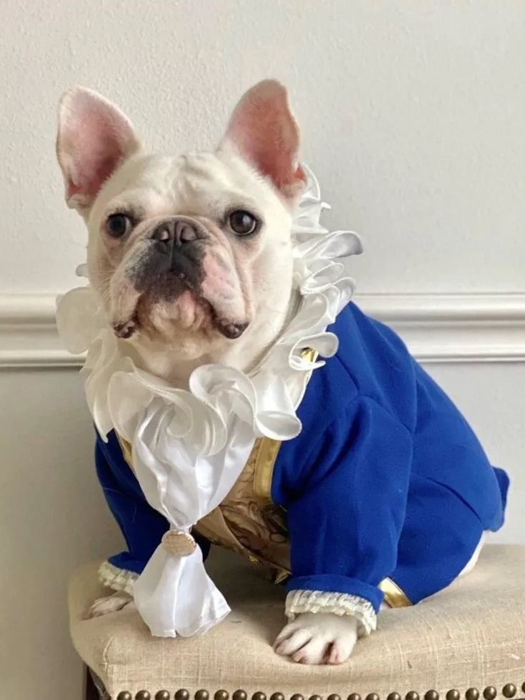 Dog products pet cat Luxury toy clothing pet shop store food 39384