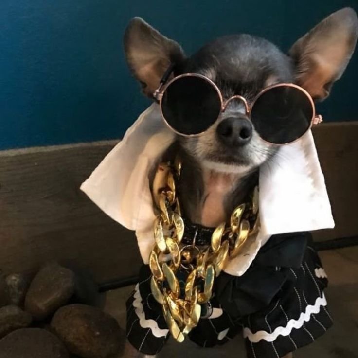 Dog products pet cat Luxury toy clothing pet shop store food 39393