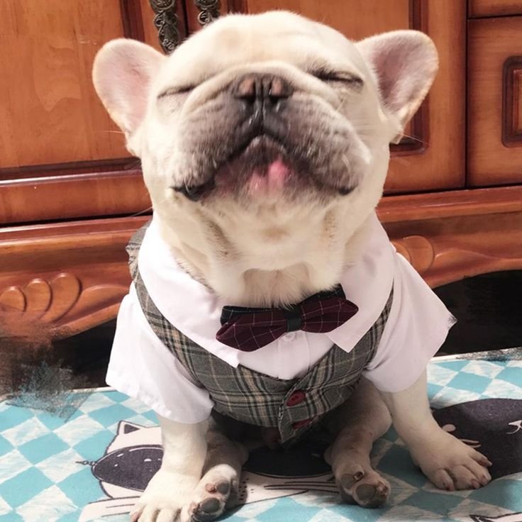 Dog products pet cat Luxury toy clothing pet shop store food 887