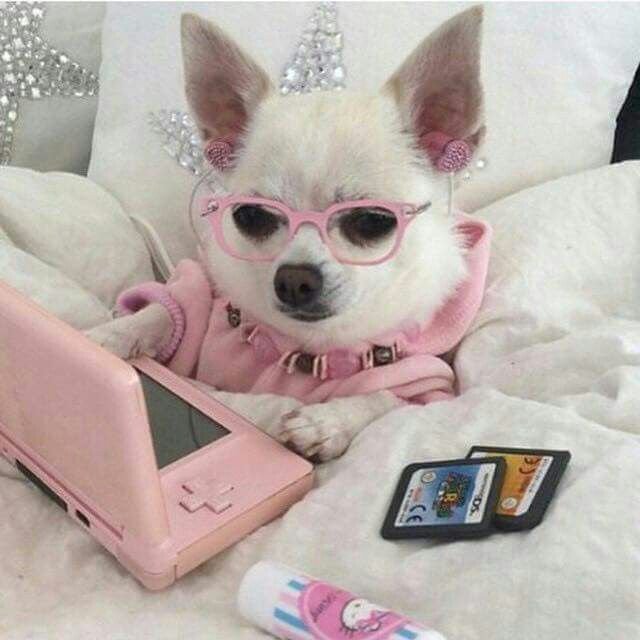 Pet Luxury cape town Johannesburg