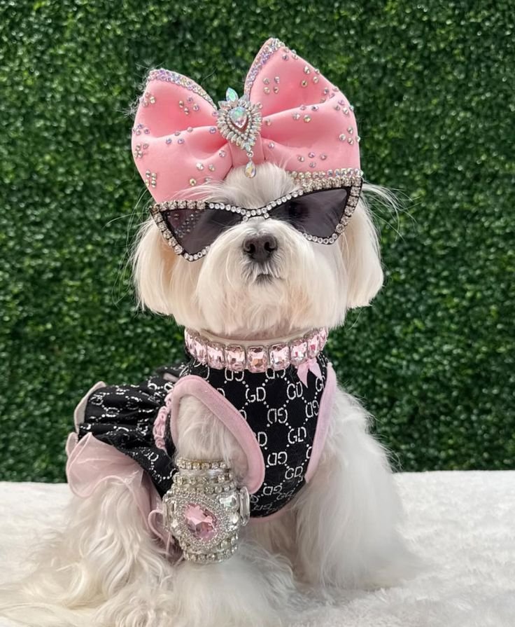 Pet Luxury clothing pet products pet shop store 8 8887