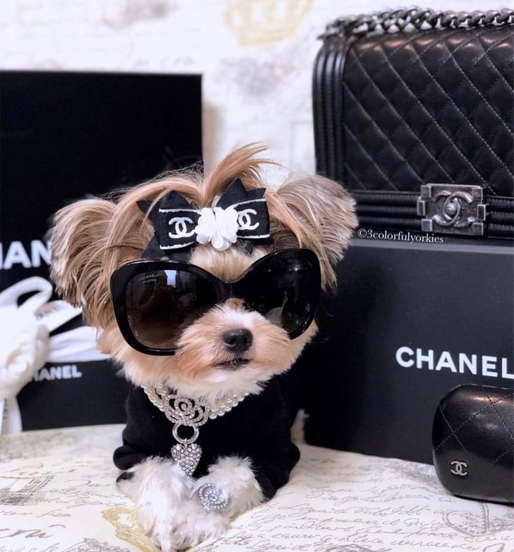 Pet Luxury dog clothing pet supplies pet shop v wu