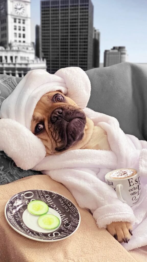 Pet Luxury products pet dog clothing iiy