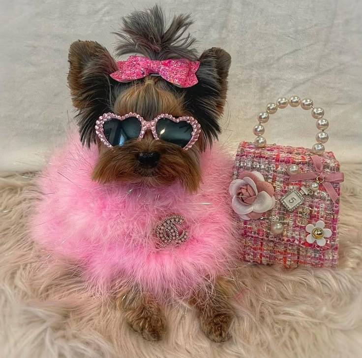 Pet Luxury products pet dog clothing iuy