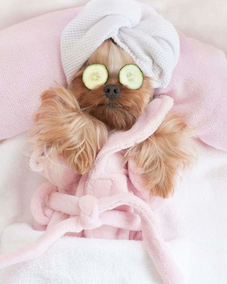 Pet Luxury products pet dog clothing uiu