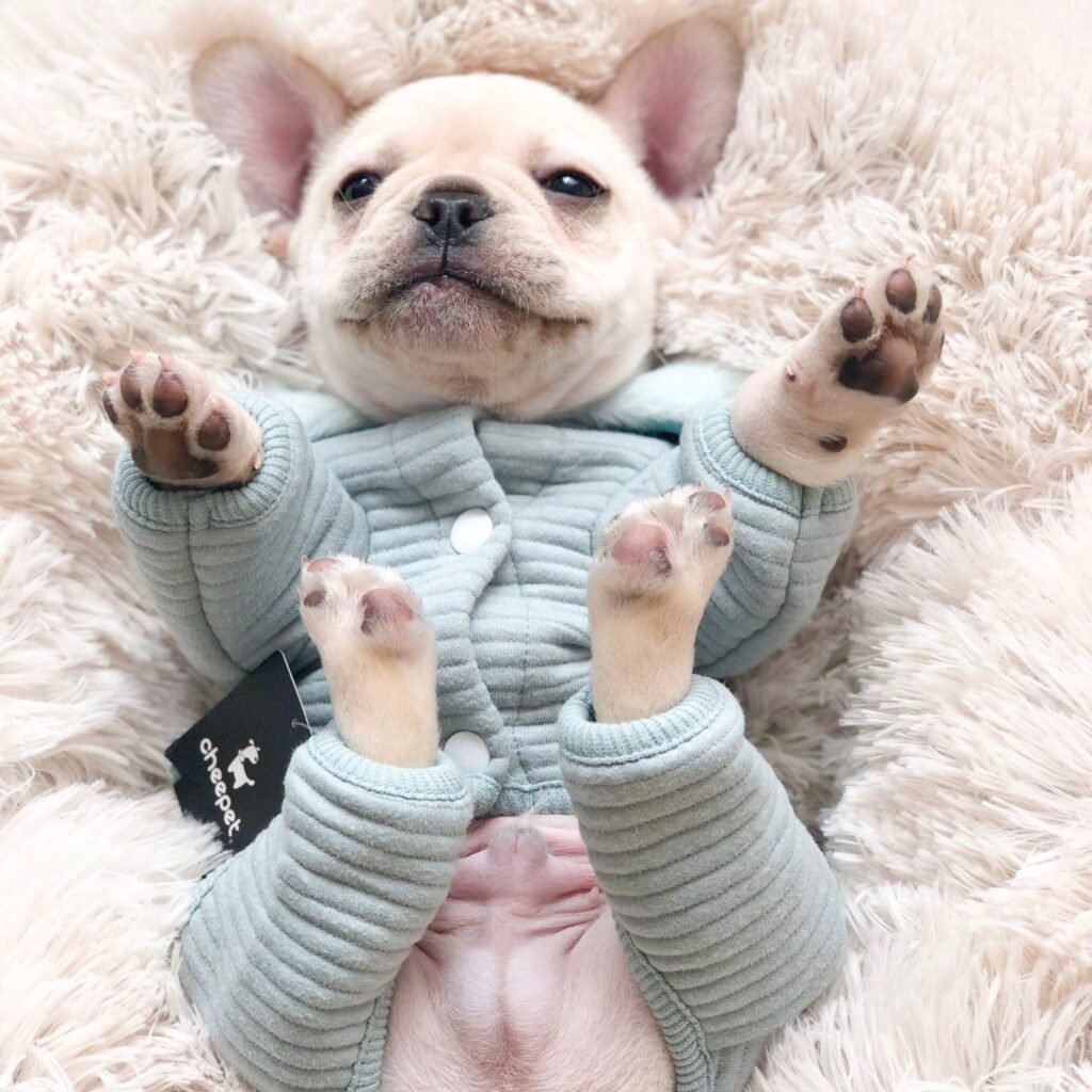 pet Luxury dog clothing pet products njbhu